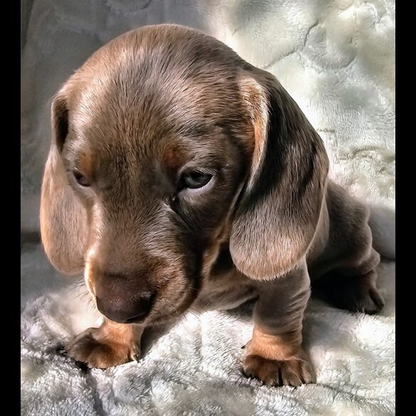 Dachshund (Standard &amp; Miniature) - Both