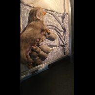 Dachshund (Standard &amp; Miniature) - Both
