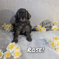 Miniature Poodle - Dogs