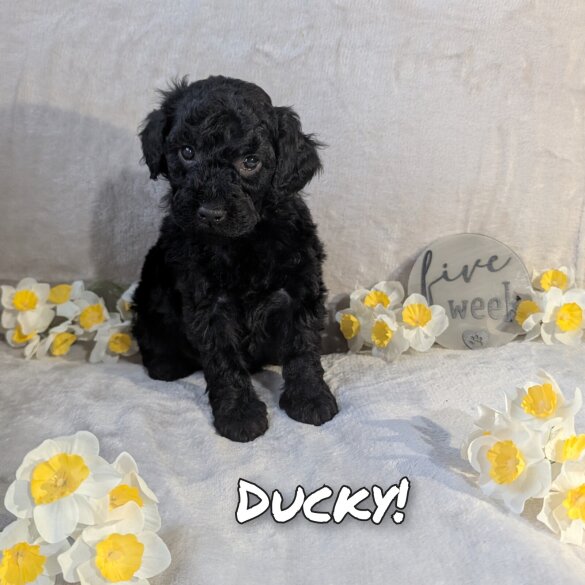 Miniature Poodle - Dogs
