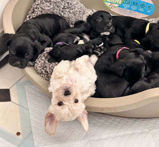 Mixed Breed
