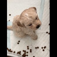 Mixed Breed - Both