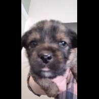 Mixed Breed - Both