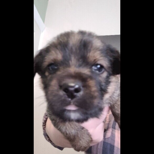 Mixed Breed - Both