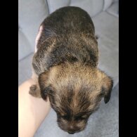 Mixed Breed - Both