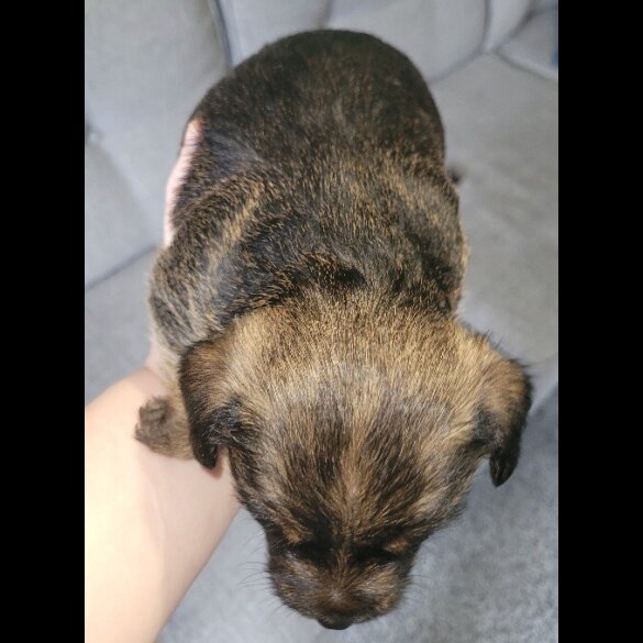 Mixed Breed - Both
