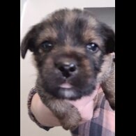 Mixed Breed - Both