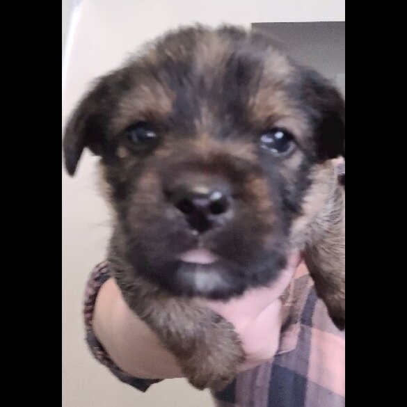 Mixed Breed - Both