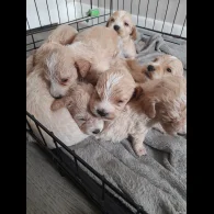 Mixed Breed - Both