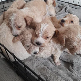 Mixed Breed - Both