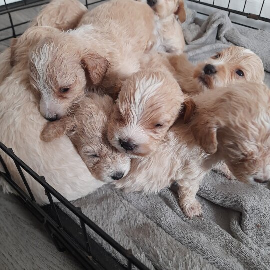 Mixed Breed - Both