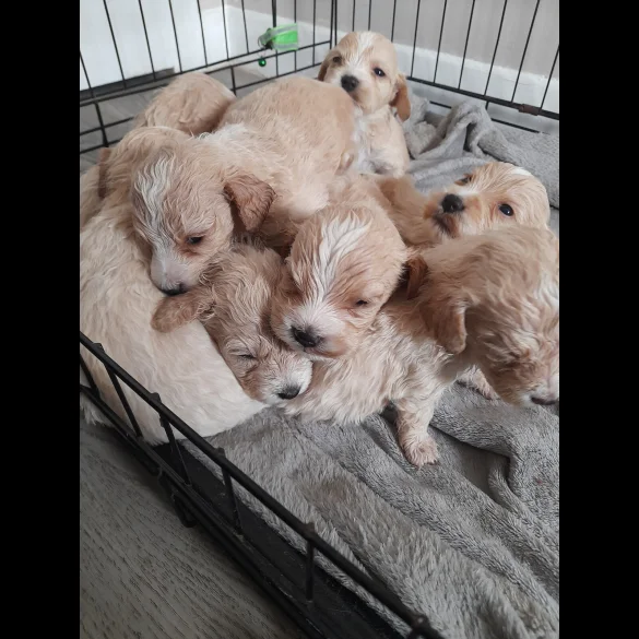 Mixed Breed - Both