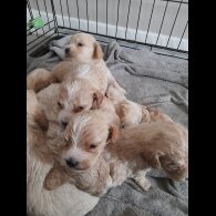 Mixed Breed - Both