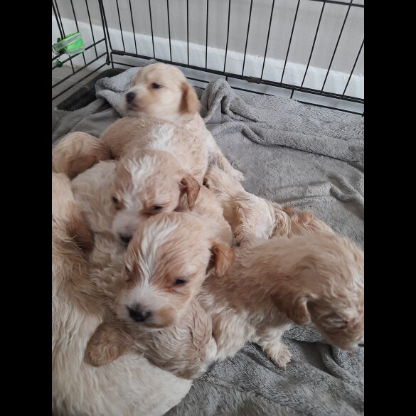 Mixed Breed - Both