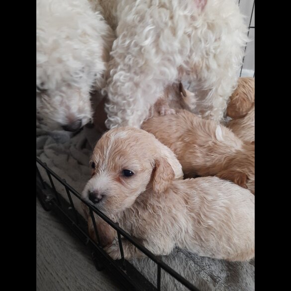 Mixed Breed - Both