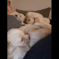 Mixed Breed - Both