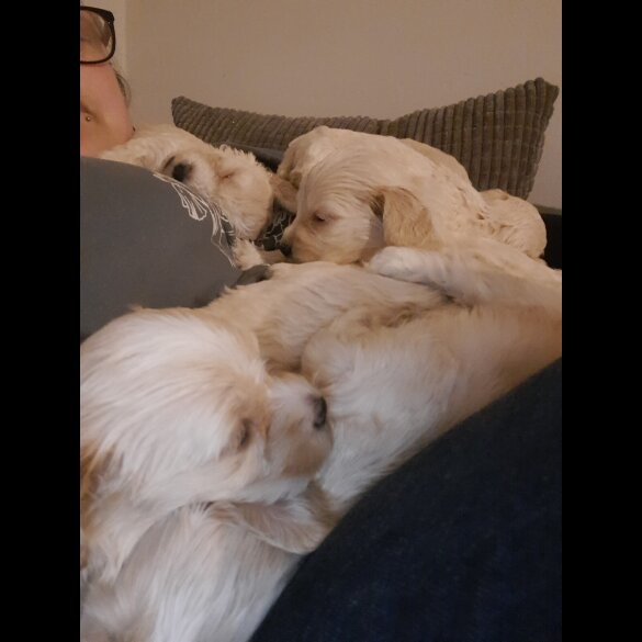 Mixed Breed - Both
