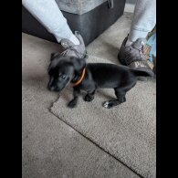 Mixed Breed - Both