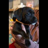 Mixed Breed - Both