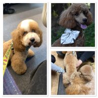 Cavapoo - Dogs