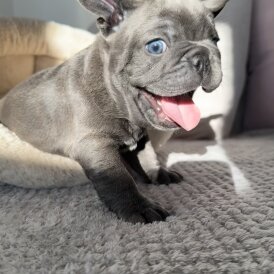 French Bulldog - Both