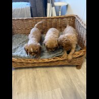 Cavalier King Charles Spaniel - Both