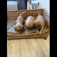 Cavalier King Charles Spaniel - Both