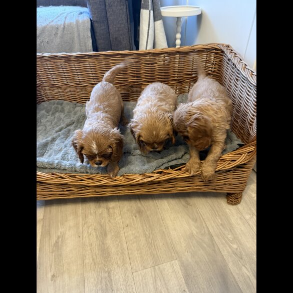 Cavalier King Charles Spaniel - Both