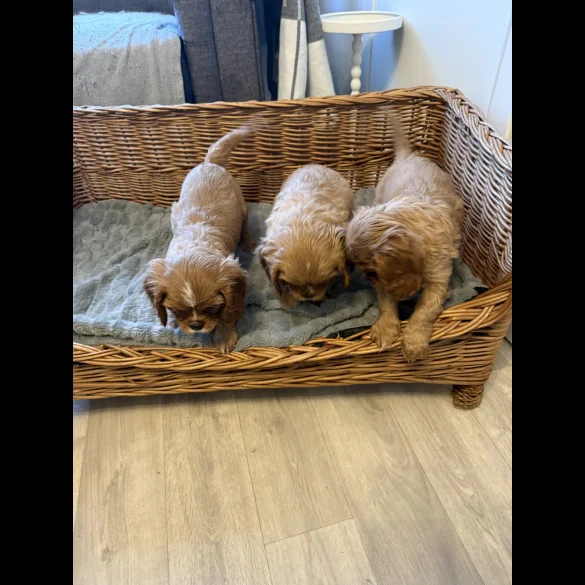 Cavalier King Charles Spaniel - Both