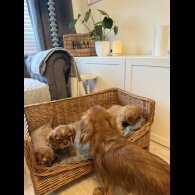 Cavalier King Charles Spaniel - Both
