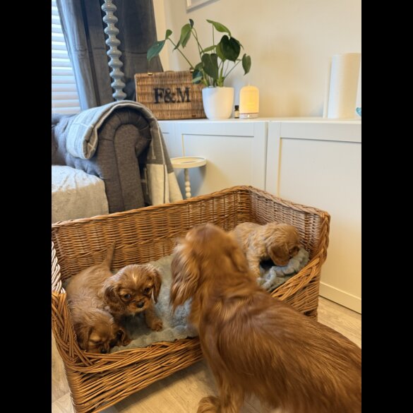 Cavalier King Charles Spaniel - Both