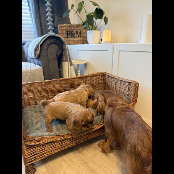 Cavalier King Charles Spaniel - Both