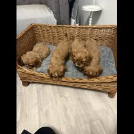 Cavalier King Charles Spaniel - Both