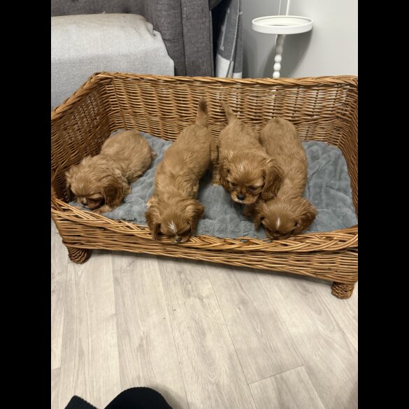 Cavalier King Charles Spaniel - Both