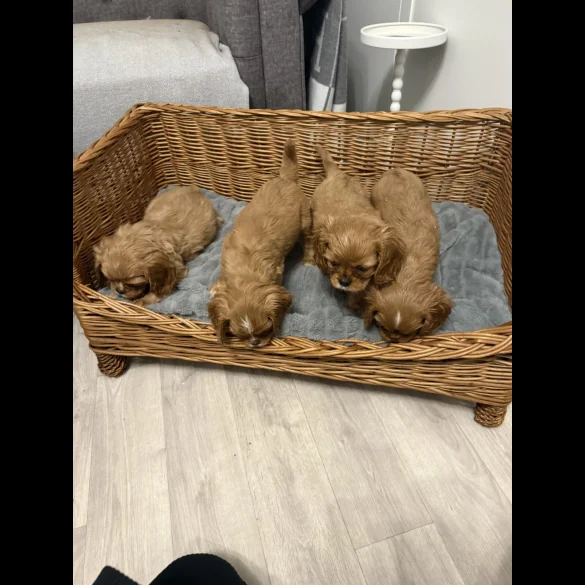 Cavalier King Charles Spaniel - Both