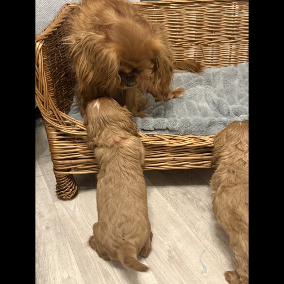Cavalier King Charles Spaniel - Both