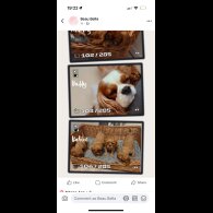 Cavalier King Charles Spaniel - Both