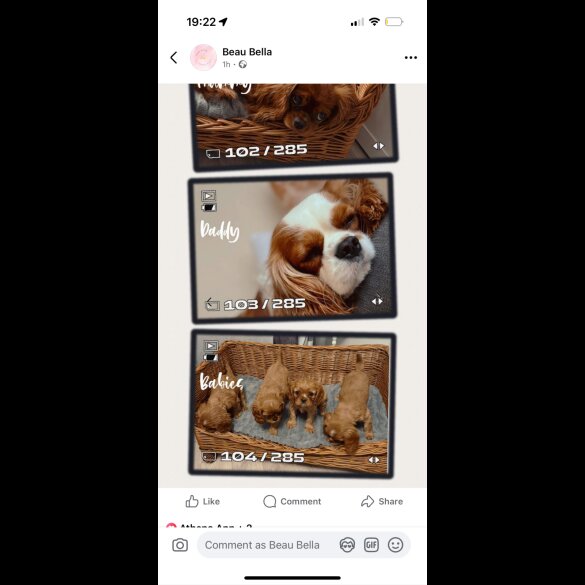 Cavalier King Charles Spaniel - Both