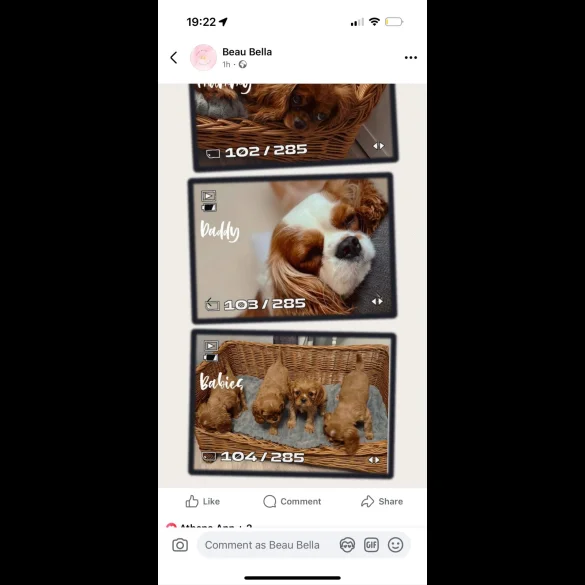 Cavalier King Charles Spaniel - Both