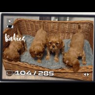 Cavalier King Charles Spaniel - Both