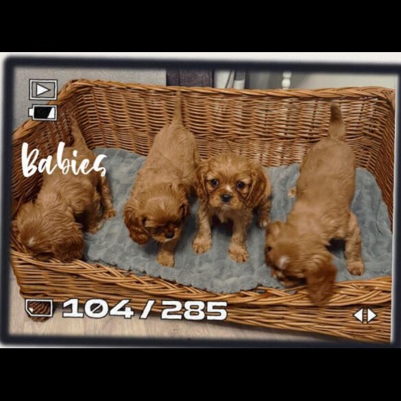Cavalier King Charles Spaniel - Both