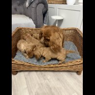 Cavalier King Charles Spaniel - Both