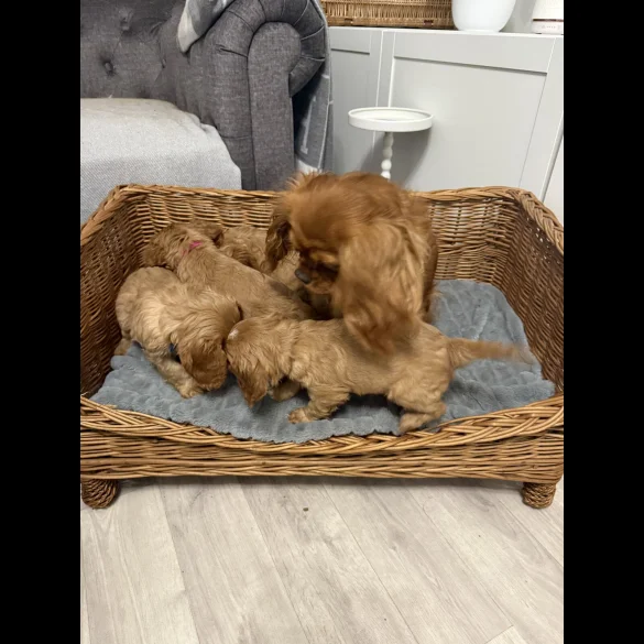 Cavalier King Charles Spaniel - Both