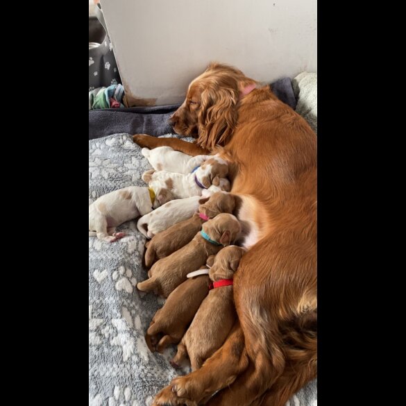 Cocker Spaniel (Working &amp; Show) - Both