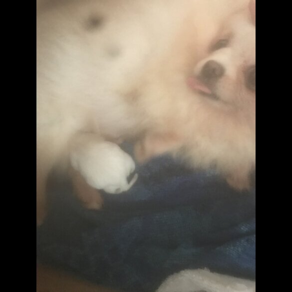 Pomeranian - Bitches