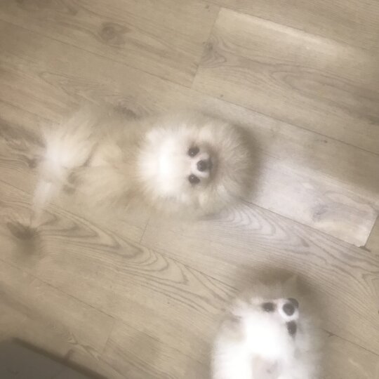 Pomeranian - Bitches