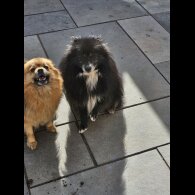 Pomeranian - Dogs