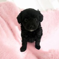Pomeranian - Both