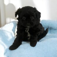 Pomeranian - Both