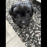 Pomeranian - Both